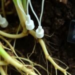 The Neural Network of Nature: Translating Plant Bio-Data into Smart Action The Neural Network of Nature: Translating Plant Bio-Data into Smart Action